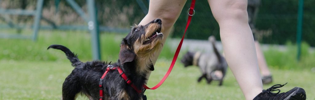smiling dog on leash